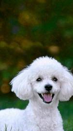 马鞍山到全国宠物托运