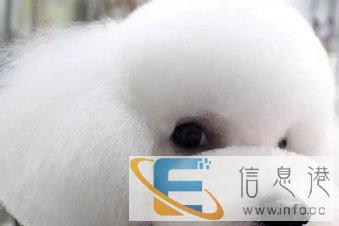 征集宠物模特，免费修剪造型