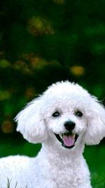 马鞍山到全国宠物托运 二十四小时 上门取货