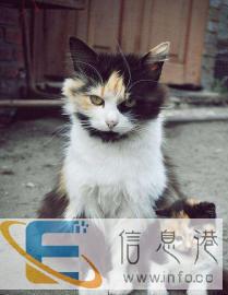 寄养宠物散养身体健康