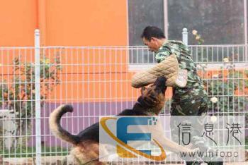 马鞍山哪里有训犬哈王专业训犬训犬师排便训练狗