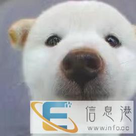 征集宠物美容模特，免费修造型