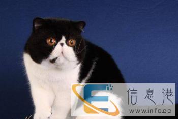 眉山宠物绝育眉山宠物医院眉山宠物急诊