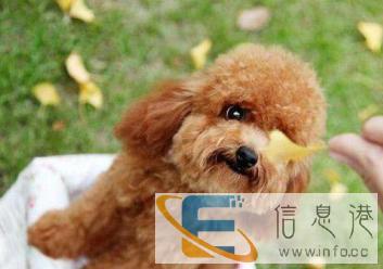 眉山宠物医院眉山动物绝育眉山动物护理