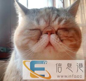 眉山宠物医院眉山宠物急诊眉山宠物护理