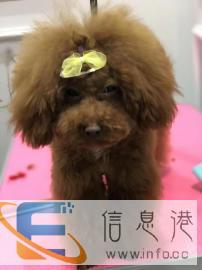 宠物美容价格面议