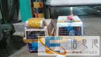 宠物托运，你位移爱宠的较好方式