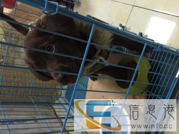 宠物托运，爱你所爱