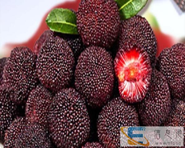 采摘杨梅可以外送