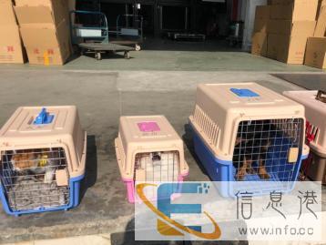 梅州地区宠物猫狗航空运输