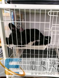 宠物寄养20元起欢迎预约考察