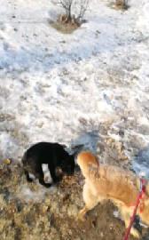 宠物寄养价格20起