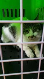 牡丹江专业宠物托运