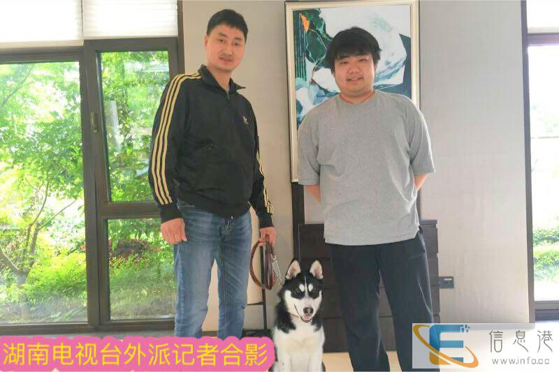 宁波宠物犬行为纠正训练培训学校训犬训狗基地哪家好