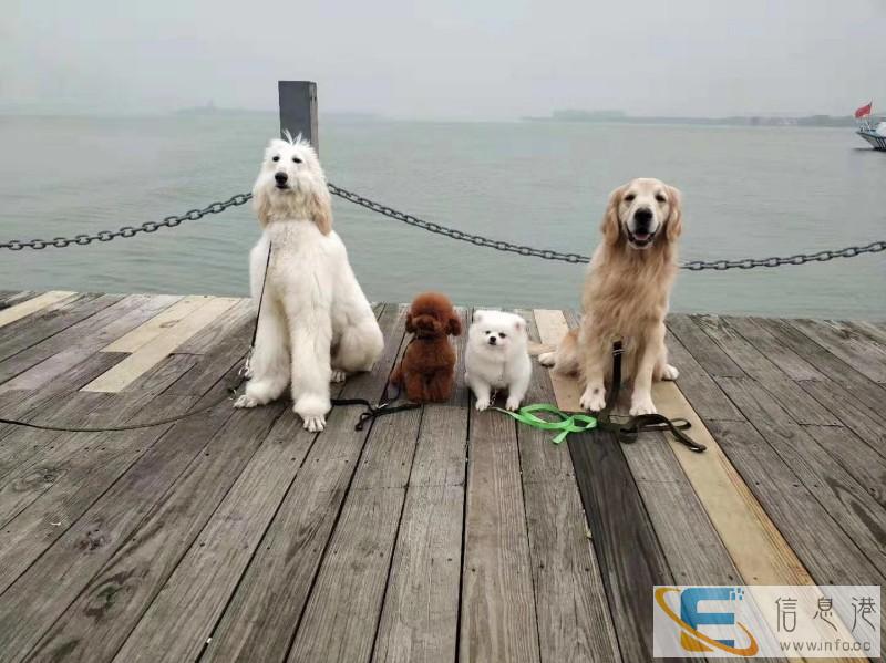 林子大宠物行为纠正