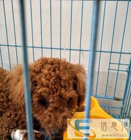 宁波海曙贝莉宠物诊所