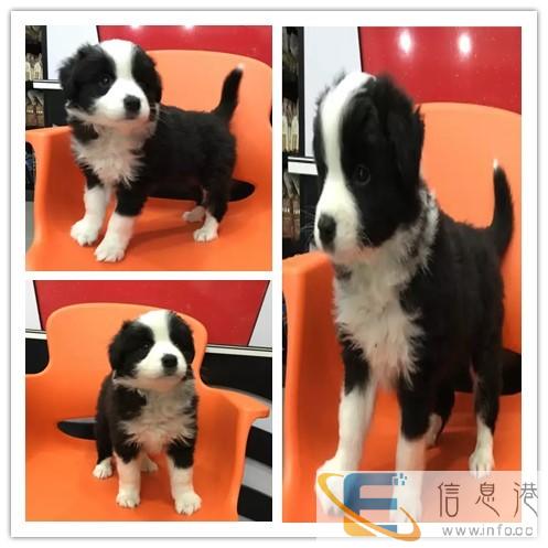 宁波代办宠物托运服务