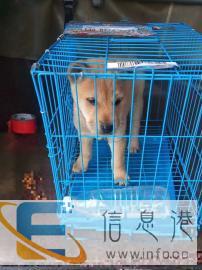 宁波洁宠宠物托运