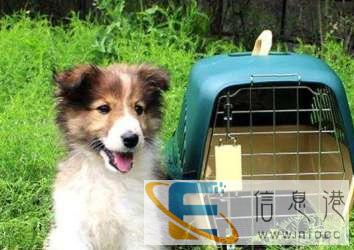 宠物托运，给你的爱宠带来愉快旅途