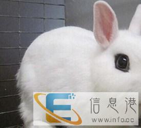 怎样才能买到优秀的兔兔