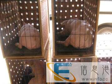 托运宠物您的爱宠平安到家