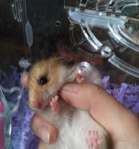 寒假有偿寄养小动物