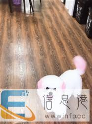 南充哪里有宠物美容，宠物洗澡，宠物寄养