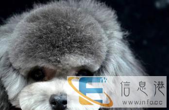 零基础宠物美容开店来沈阳萌格国际宠美