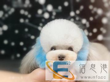 开店 步沈阳萌格国际宠美，零基础一对一