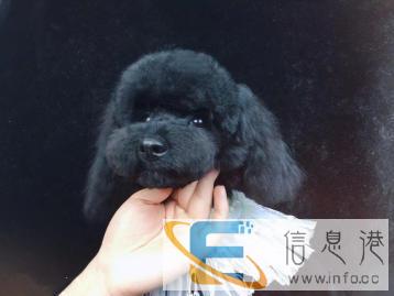 交一项学费零基础学会全部技能开店宠物美容学校