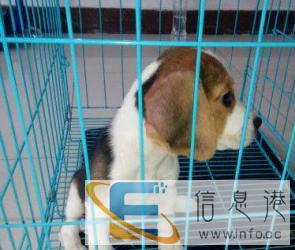 攀枝花本地宠物托运至全国