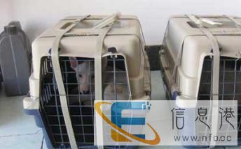 宠物托运，选择长旺