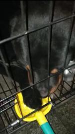 攀枝花市宠物托运价格150起