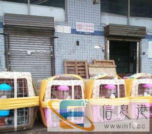 宠物托运价格300