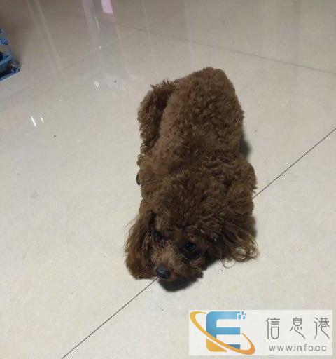 宠物寄养，家庭式寄养