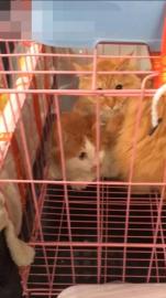 宠爽游保姆专车上门接送喂食喂水空调安全舒适