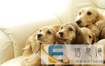 长旺全国宠物托运中心欢迎你