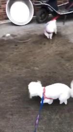 宠爽游保姆专车托运专业正规安全舒适