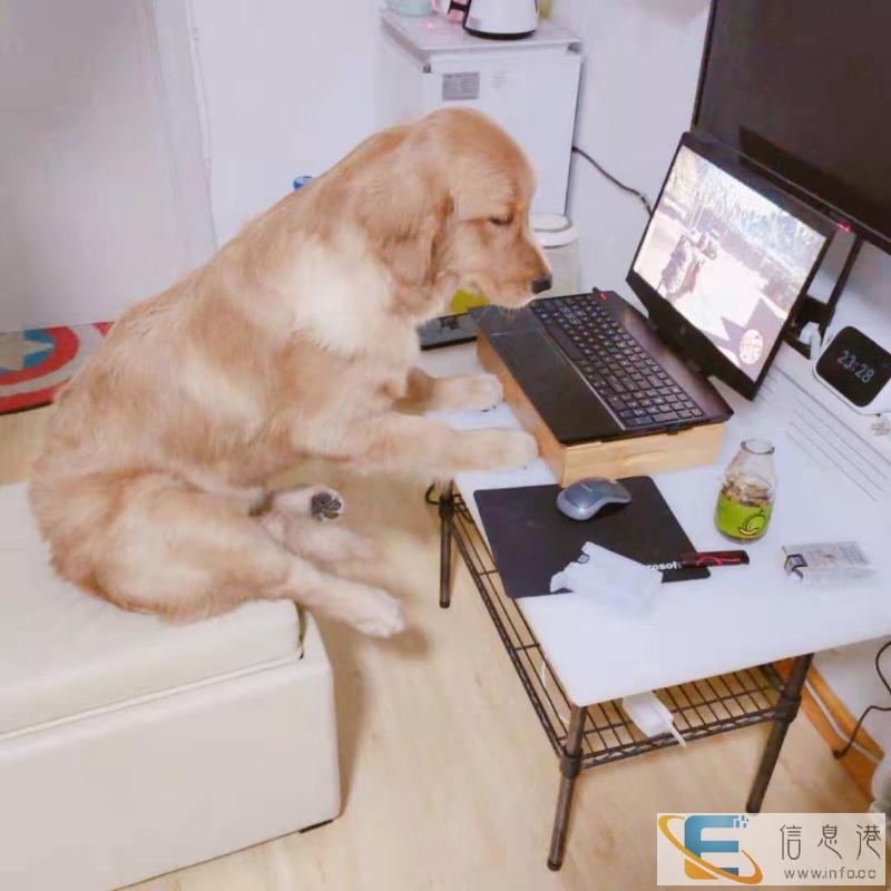 青岛宠物上门喂养