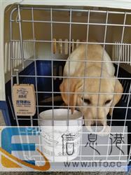 青岛宠乐游　宠物专业托运　宠物出国　价格便宜