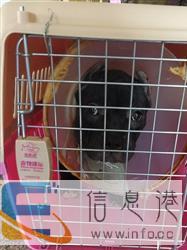青岛专业宠物托运　机场空运　办理检疫　上门接宠