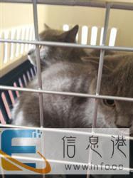 济南宠乐游　宠物托运　宠物速运　宠物出国　价格便宜