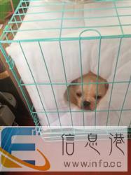 青岛宠物托运　航空托运　机场空运　办理检疫