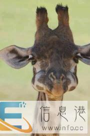 代替爱宠人士遛狗