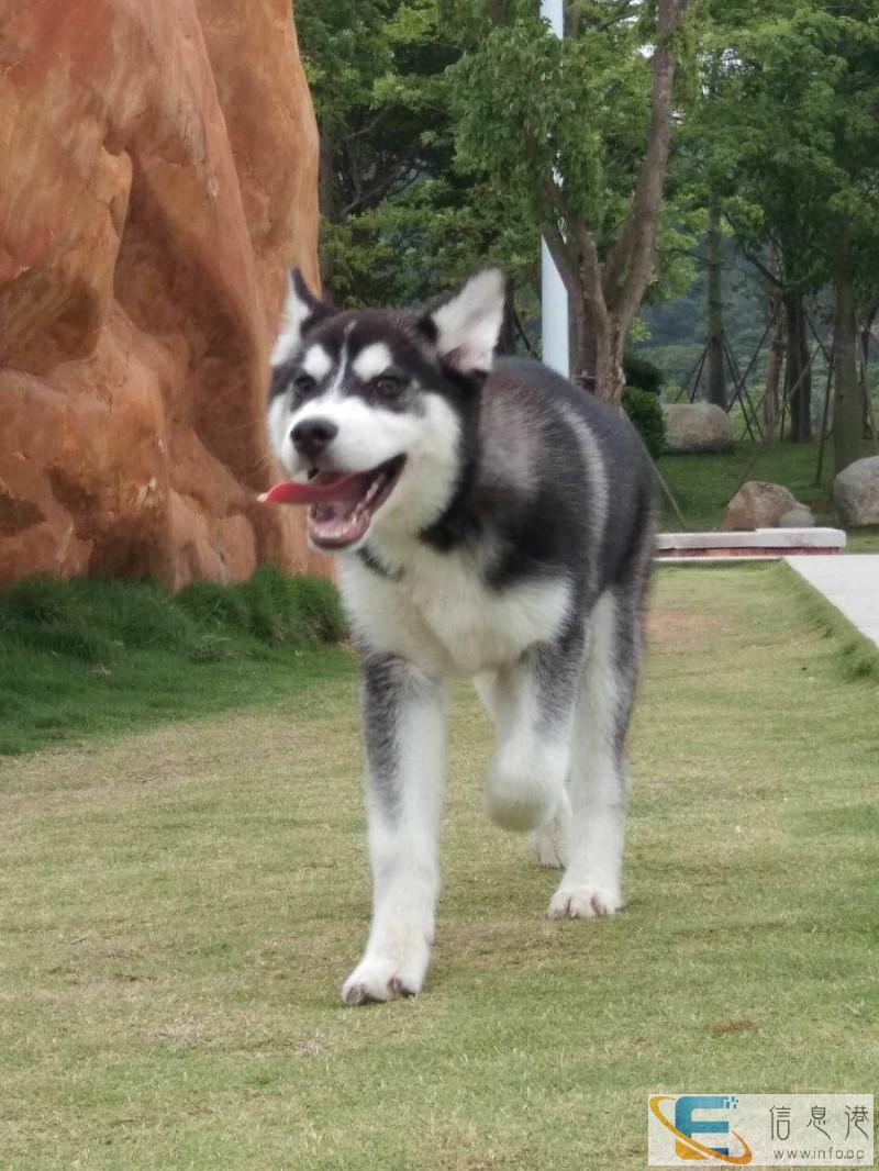 大小型宠物寄养