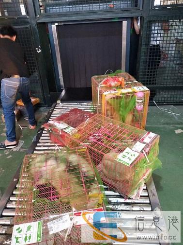 宠物 晋江到山西省宠物托运检疫证保险办里专车托运宠物多少钱