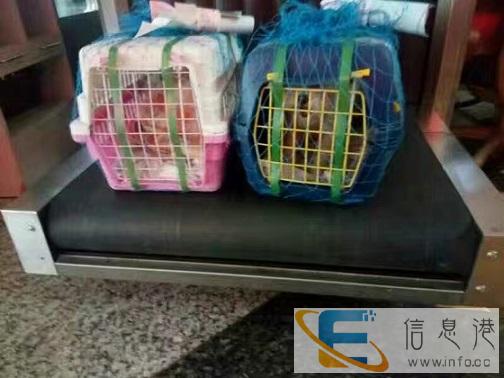 宠物 石狮到重庆市宠物托运检疫证保险办里专车托运宠物多少钱