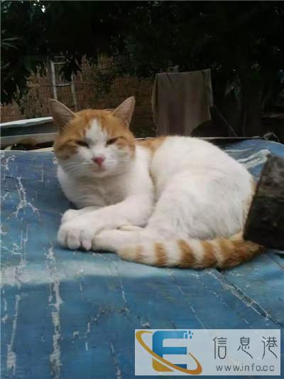 到浙江宠物托运