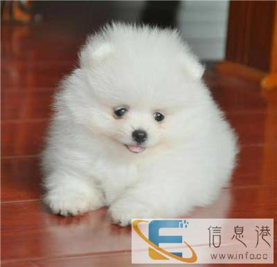 石狮到贵州宠物托运