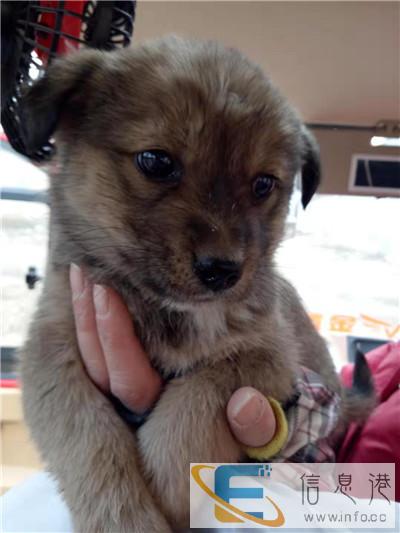 到江苏宠物托运